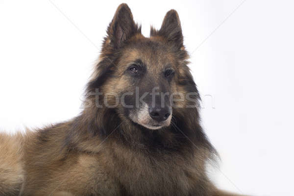 Stock photo: Dog, Belgian Shepherd Tervuren, winking, white studio background