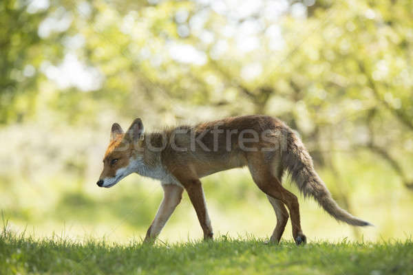 Czerwony Fox spaceru trawy oczy charakter Zdjęcia stock © AvHeertum