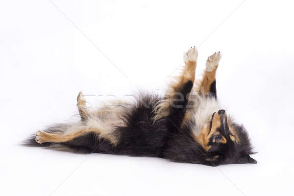 Shetland Sheepdog, isolated Stock photo © AvHeertum