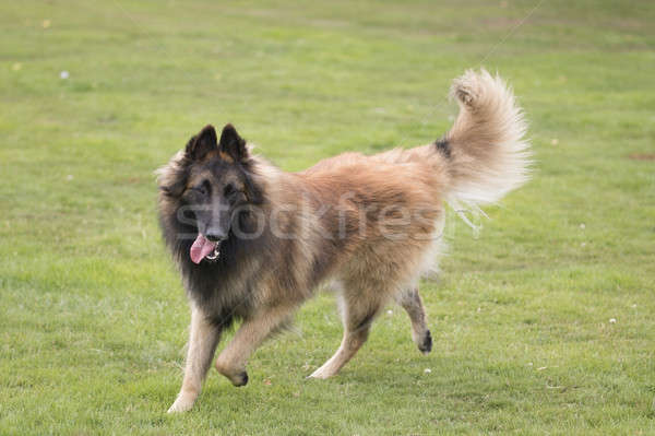 Stock photo: Dog, Belgian Shepherd Tervuren, running in grass