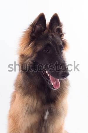 Stock photo: Belgian Shepherd Tervuren dog puppy, six months old, headshot, w