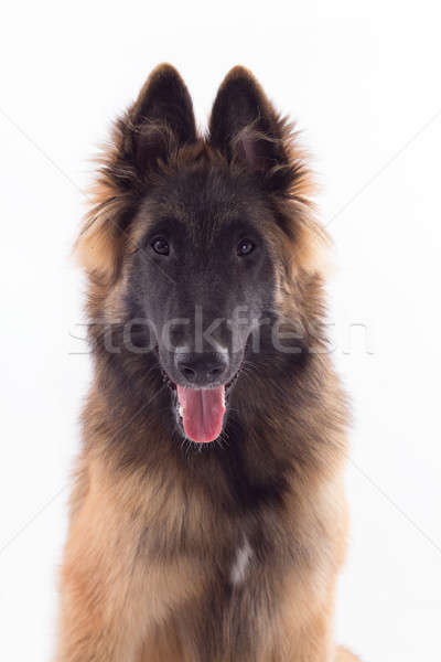 Belgian Shepherd Tervuren dog puppy, six months old, headshot, w Stock photo © AvHeertum