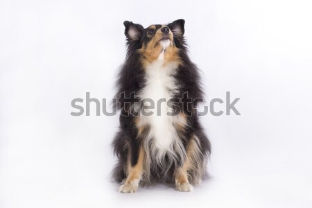 Shetland Sheepdog, isolated Stock photo © AvHeertum