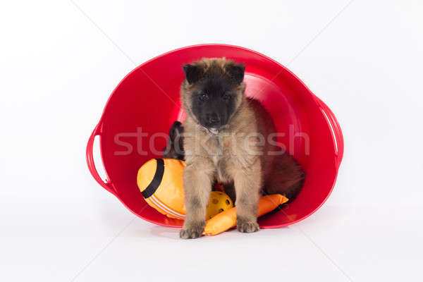 Belgian Shepherd Tervuren, puppy, standing in plastic bucket, wh Stock photo © AvHeertum