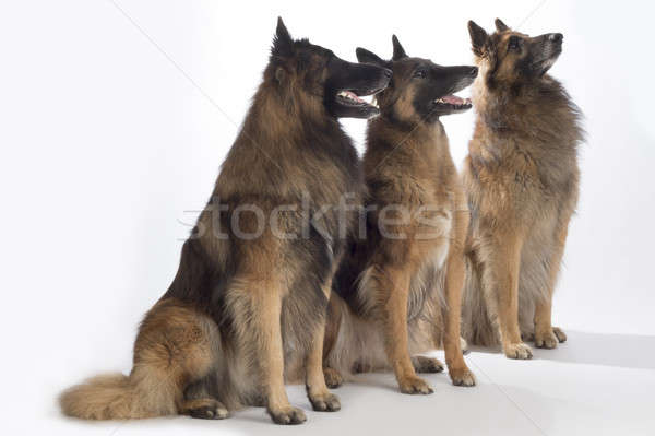 Three dogs, Belgian Shepherd Tervuren, sitting, isolated Stock photo © AvHeertum