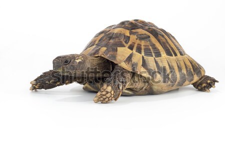 Greek land tortoise, Testudo Hermanni Stock photo © AvHeertum