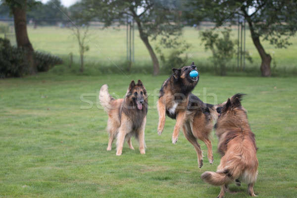 Three dogs catching ball in grass Stock photo © AvHeertum