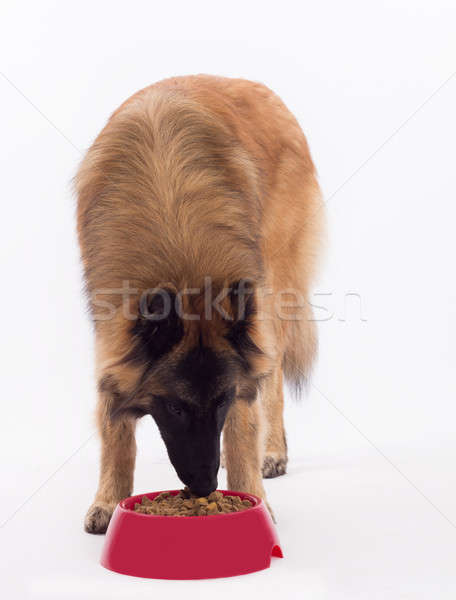 Tervuren dog, eating dog food in bowl, white studio background Stock photo © AvHeertum