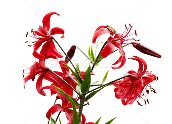 red tiger lily Stock photo © Avlntn
