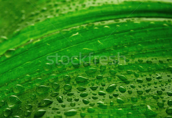 leaf with drops of water Stock photo © Avlntn