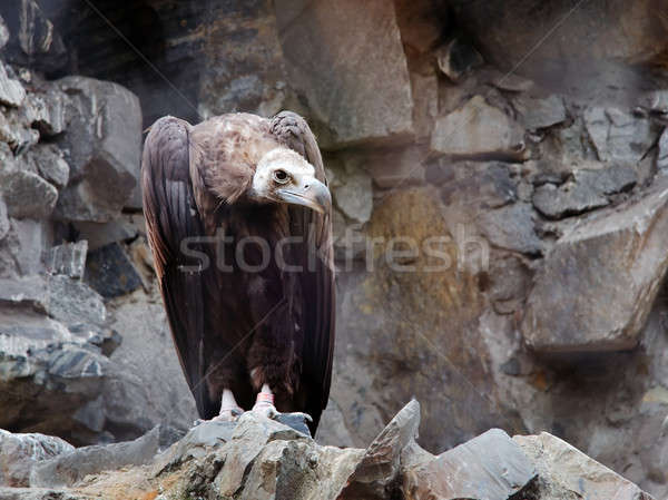 Eurasian black vulture sitting on rock Stock photo © Avlntn