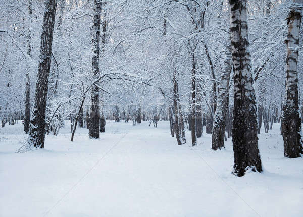 Inverno mata congelada coberto neve árvore Foto stock © Avlntn