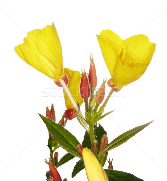 Oenothera glazioviana Stock photo © Avlntn