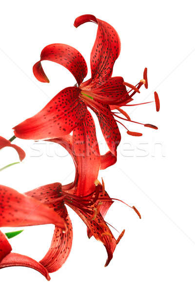 red tiger lily Stock photo © Avlntn