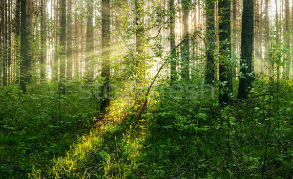 Wygaśnięcia lesie jasne lasu słońce krajobraz Zdjęcia stock © Avlntn