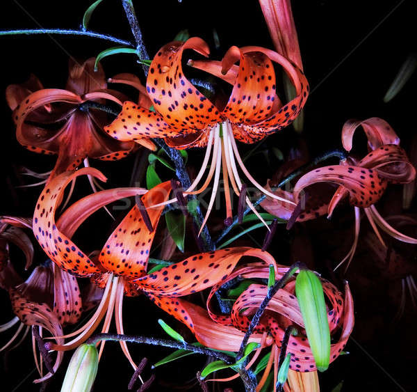 Stock photo: red tiger lily
