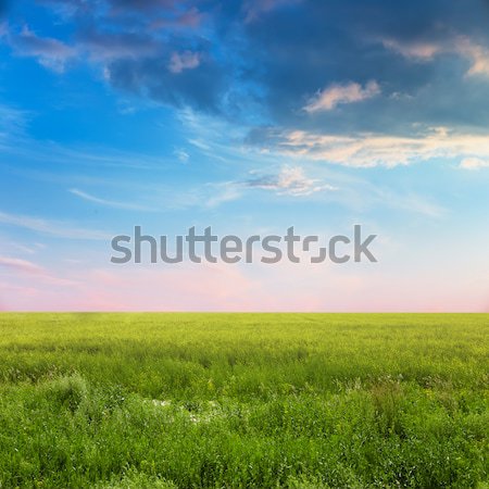 ストックフォト: 空 · 夏 · フィールド · 美しい · 風景 · 緑