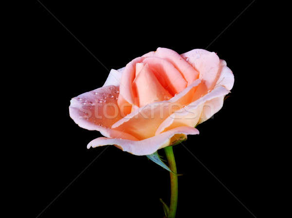 Trandafir roua picături noapte fundal frumuseţe Imagine de stoc © Avlntn