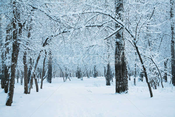 Congelato boschi foresta coperto neve albero Foto d'archivio © Avlntn