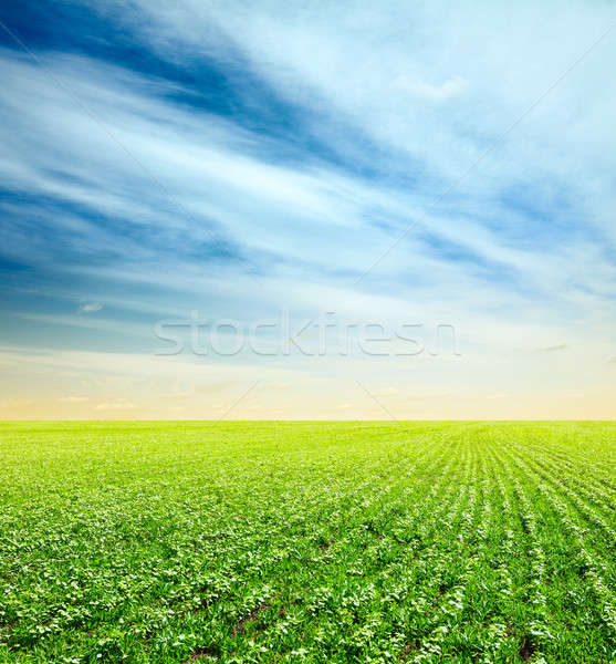 Himmel Felder schönen Sonnenuntergang Landschaft Sommer Stock foto © Avlntn