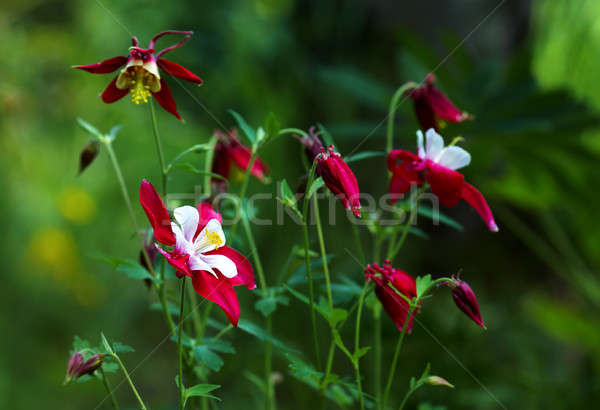 Aquilegia Stock photo © Avlntn