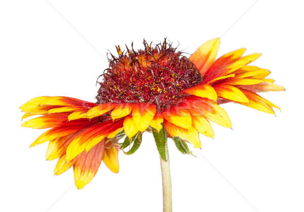 gaillardia flower  Stock photo © Avlntn