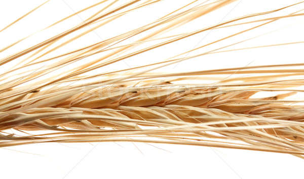 ears of wheat Stock photo © Avlntn