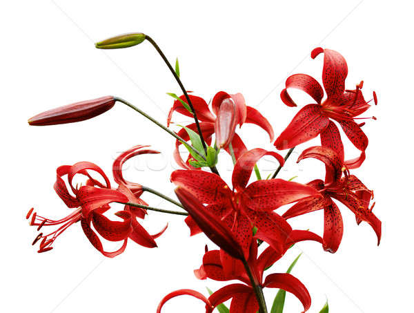Stock photo: red tiger lily