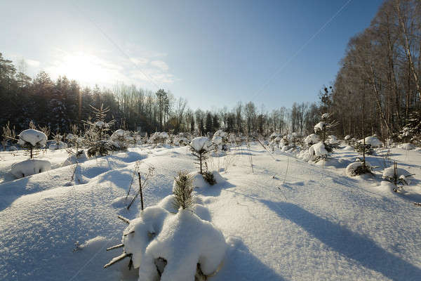 Winter Wintersaison Wald Natur Wolke Farbe Stock foto © avq