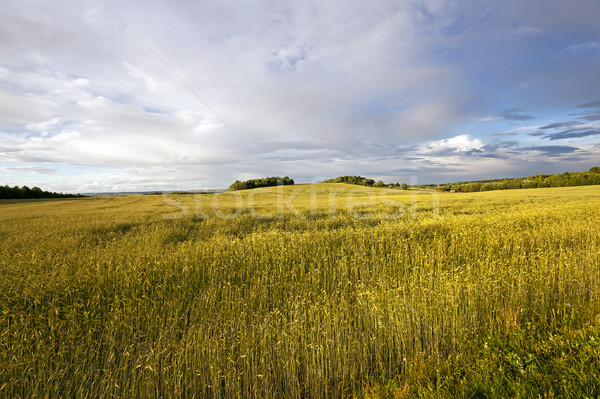 wheat field   Stock photo © avq