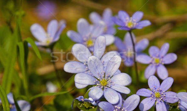 Сток-фото: первый · весны · небольшой · синий · цветы
