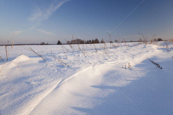 snow-covered field  Stock photo © avq