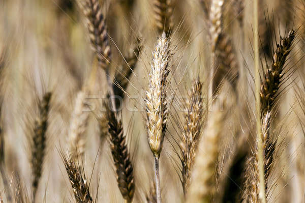 Getreide Ohren Sommer Weizen Mais Stock foto © avq
