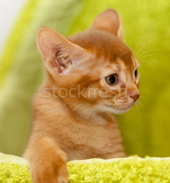 Stok fotoğraf: Kedi · yavrusu · küçük · bebek · doğa · kedi