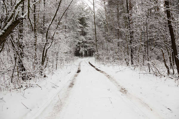 冬 道路 小 冬季 森林 自然 ストックフォト © avq