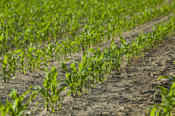 Field with corn Stock photo © avq