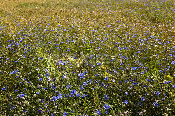 Dziedzinie niebieski rosną summertime rok kwiat Zdjęcia stock © avq