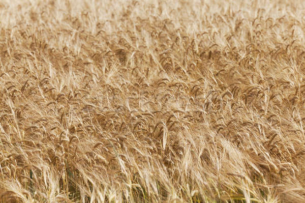 ripe wheat   Stock photo © avq