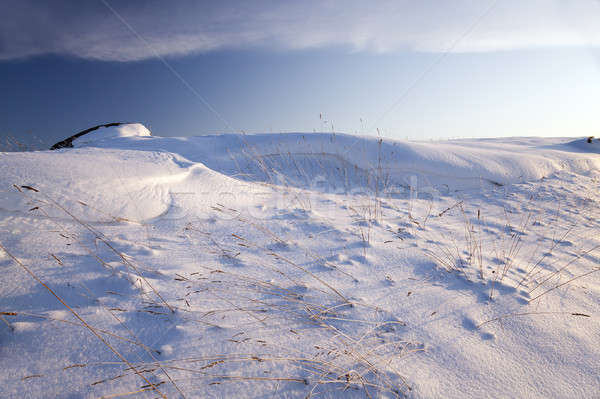 snow-covered field   Stock photo © avq