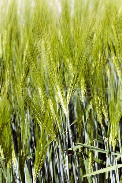 unripe wheat germ Stock photo © avq