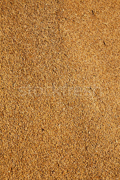 wheat grains   Stock photo © avq