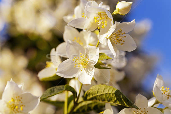 Fleur fleurs blanche faible arbre [[stock_photo]] © avq