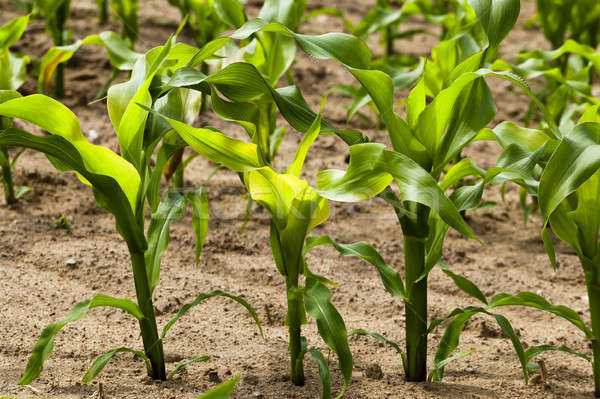 green maize , corn Stock photo © avq