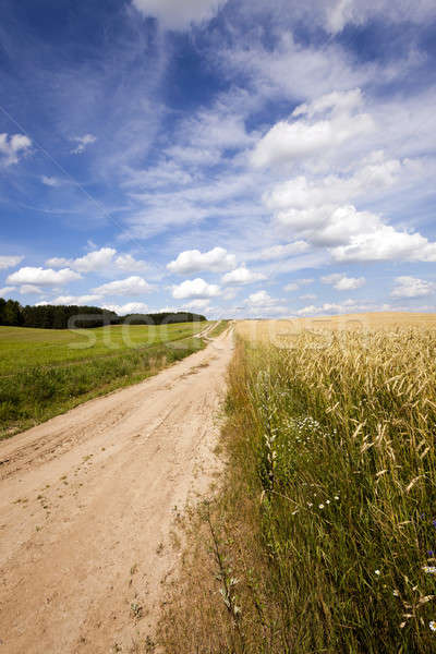 the rural road  Stock photo © avq