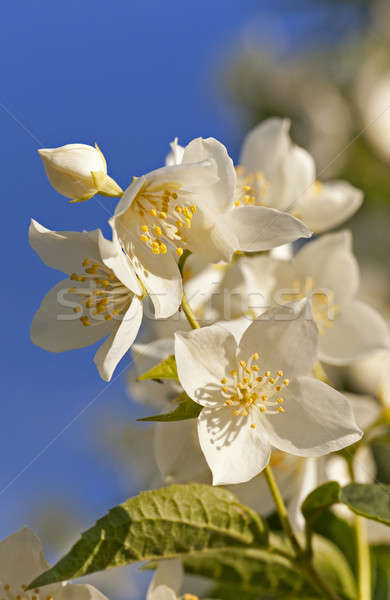 jasmine flower  Stock photo © avq