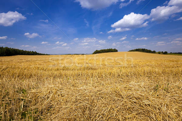 slanted wheat   Stock photo © avq