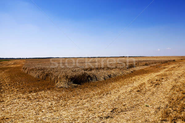 農業的 場 小麥 清洗 進行 商業照片 © avq