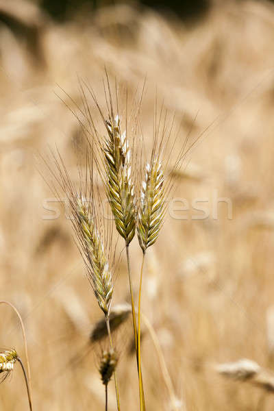 ripened cereals   Stock photo © avq