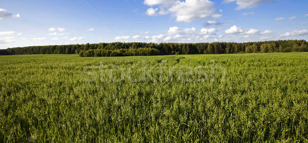green oats   Stock photo © avq