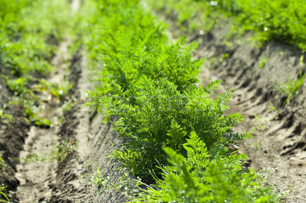 Field with carrot Stock photo © avq